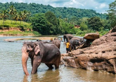 Elephant-Orphanage-Transit-camp2